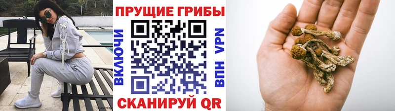 Купить где  Бобров  Галлюциногенные грибы мицелий 